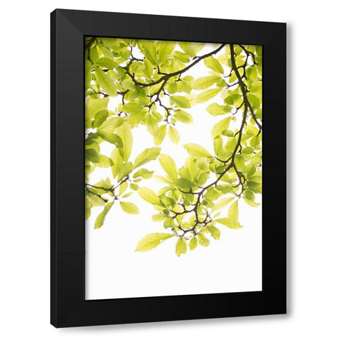 Sunlit Tropical Silhouette II Black Modern Wood Framed Art Print by Millet, Karyn