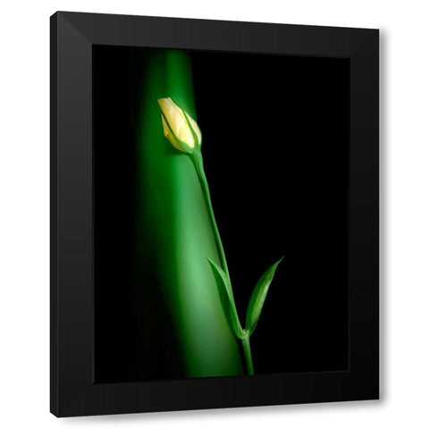 Soul Mates II Black Modern Wood Framed Art Print with Double Matting by McNemar, C. Thomas