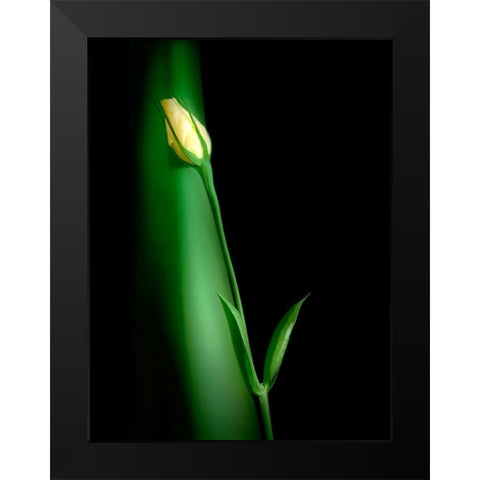 Soul Mates II Black Modern Wood Framed Art Print by McNemar, C. Thomas