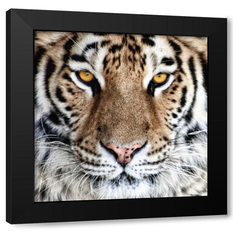 Bengal Tiger Eyes Black Modern Wood Framed Art Print with Double Matting by McNemar, C. Thomas