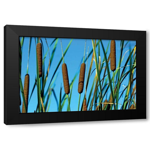 Cattails II Black Modern Wood Framed Art Print with Double Matting by McNemar, C. Thomas