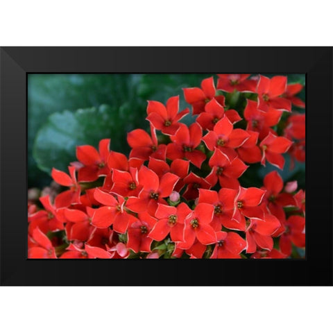 Red Flowers Black Modern Wood Framed Art Print by Moore, Brian