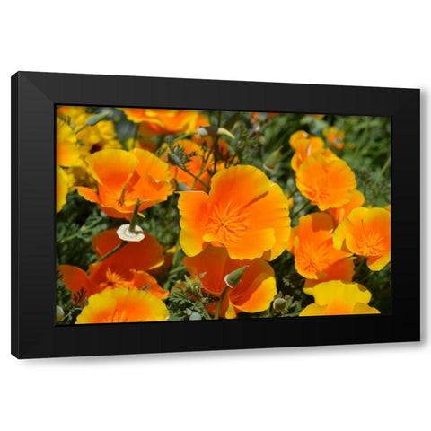 Orange Flowers Black Modern Wood Framed Art Print with Double Matting by Moore, Brian