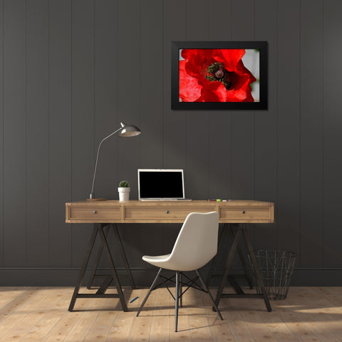 Red Poppy I Black Modern Wood Framed Art Print by Moore, Brian