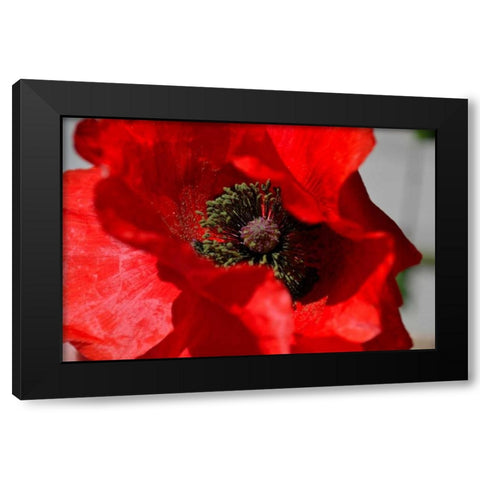 Red Poppy I Black Modern Wood Framed Art Print by Moore, Brian