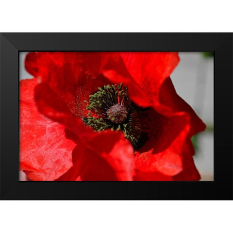 Red Poppy I Black Modern Wood Framed Art Print by Moore, Brian