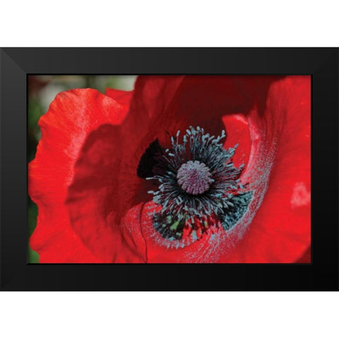 Red Poppy II Black Modern Wood Framed Art Print by Moore, Brian