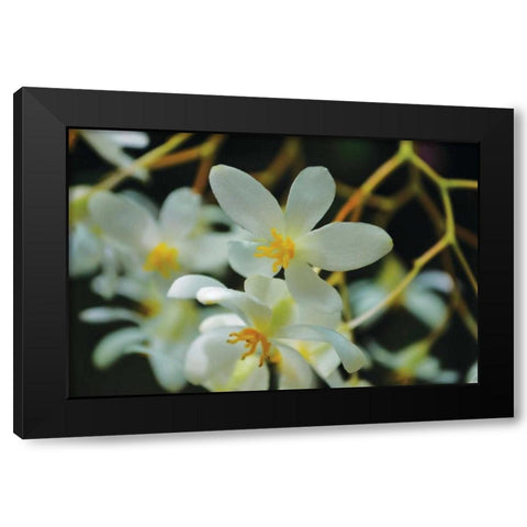 White Orchids I Black Modern Wood Framed Art Print with Double Matting by Moore, Brian