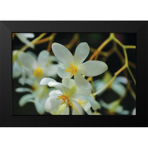 White Orchids I Black Modern Wood Framed Art Print by Moore, Brian