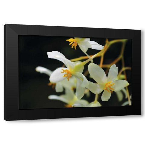 White Orchids II Black Modern Wood Framed Art Print by Moore, Brian