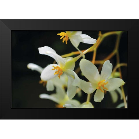 White Orchids II Black Modern Wood Framed Art Print by Moore, Brian