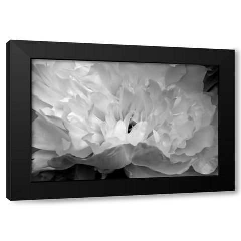 Macro Flower II Black Modern Wood Framed Art Print with Double Matting by Moore, Brian