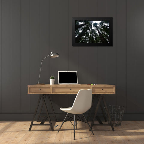 Redwoods I Black Modern Wood Framed Art Print by Moore, Brian
