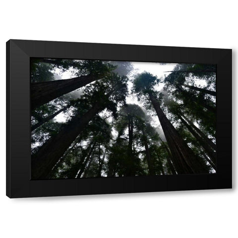 Redwoods I Black Modern Wood Framed Art Print by Moore, Brian
