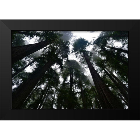 Redwoods I Black Modern Wood Framed Art Print by Moore, Brian