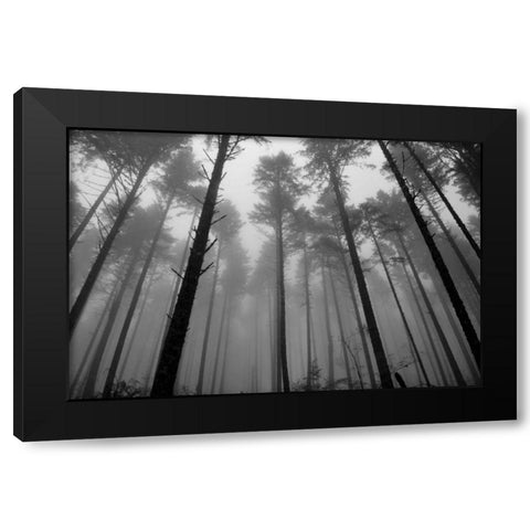 Redwoods II Black Modern Wood Framed Art Print with Double Matting by Moore, Brian