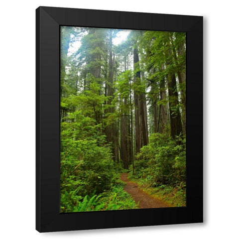 Hiking Trail II Black Modern Wood Framed Art Print by Moore, Brian