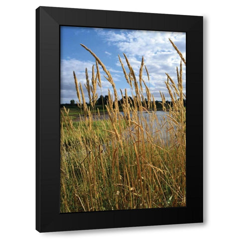 Through the Grass I Black Modern Wood Framed Art Print by Moore, Brian