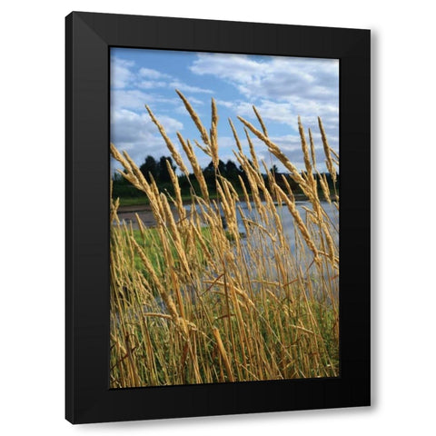 Through the Grass II Black Modern Wood Framed Art Print with Double Matting by Moore, Brian