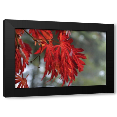 Red Leaves Black Modern Wood Framed Art Print by Moore, Brian