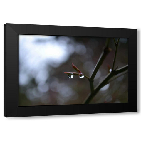 Dew Drops Black Modern Wood Framed Art Print with Double Matting by Moore, Brian