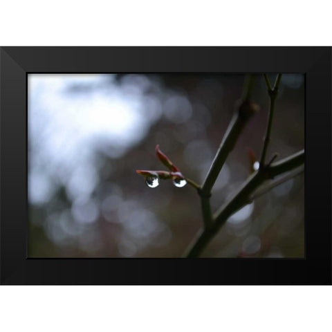 Dew Drops Black Modern Wood Framed Art Print by Moore, Brian