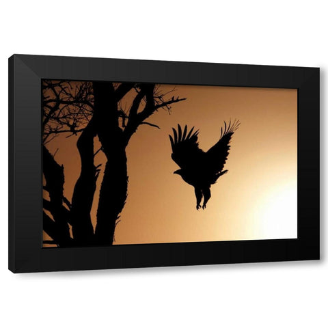 Eagle Rising Black Modern Wood Framed Art Print by Parker, Susann