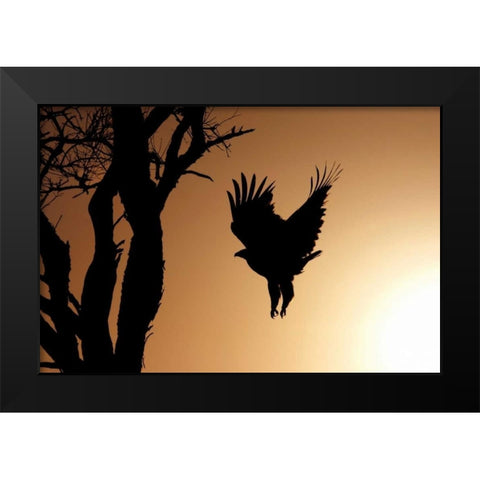 Eagle Rising Black Modern Wood Framed Art Print by Parker, Susann