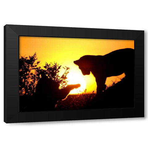Lion Cub Morning Black Modern Wood Framed Art Print by Parker, Susann