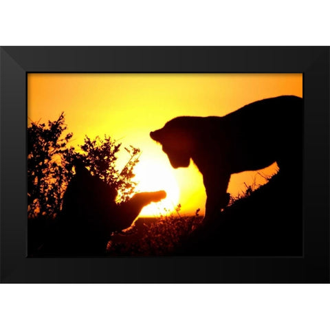 Lion Cub Morning Black Modern Wood Framed Art Print by Parker, Susann