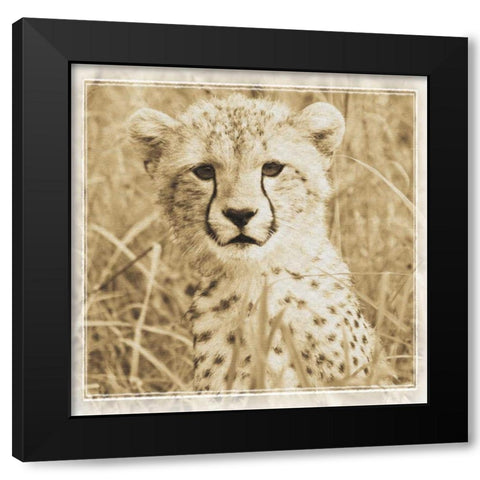 Young Africa Cheetah Black Modern Wood Framed Art Print by Parker, Susann