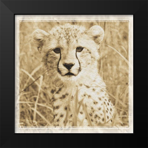 Young Africa Cheetah Black Modern Wood Framed Art Print by Parker, Susann