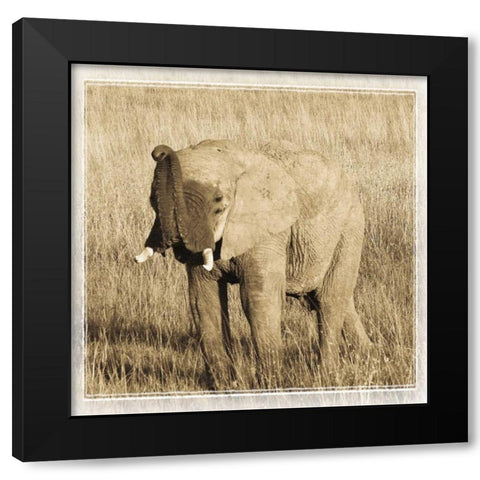 Young Africa Elephant Black Modern Wood Framed Art Print by Parker, Susann