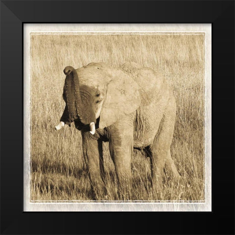 Young Africa Elephant Black Modern Wood Framed Art Print by Parker, Susann