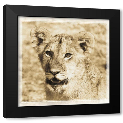 Young Africa Lion Black Modern Wood Framed Art Print by Parker, Susann