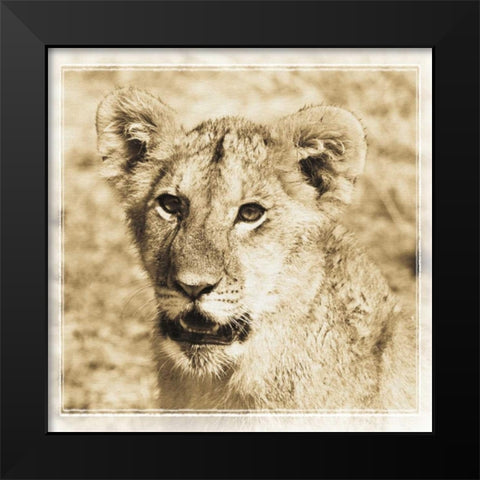 Young Africa Lion Black Modern Wood Framed Art Print by Parker, Susann