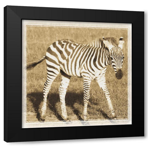 Young Africa Zebra Black Modern Wood Framed Art Print by Parker, Susann