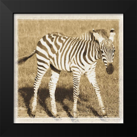 Young Africa Zebra Black Modern Wood Framed Art Print by Parker, Susann