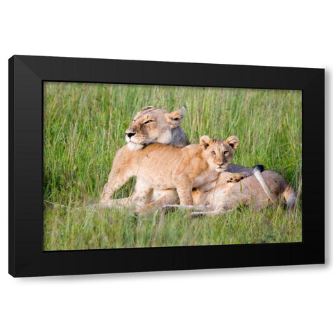 Pride of a Lioness Black Modern Wood Framed Art Print with Double Matting by Parker, Susann