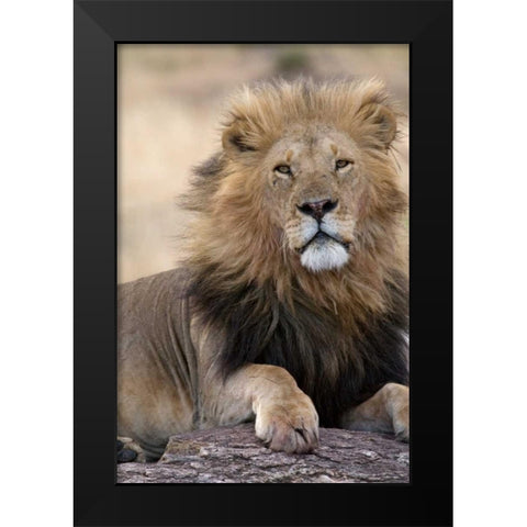 Africas King Black Modern Wood Framed Art Print by Parker, Susann