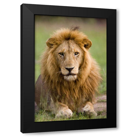 The King Black Modern Wood Framed Art Print by Parker, Susann