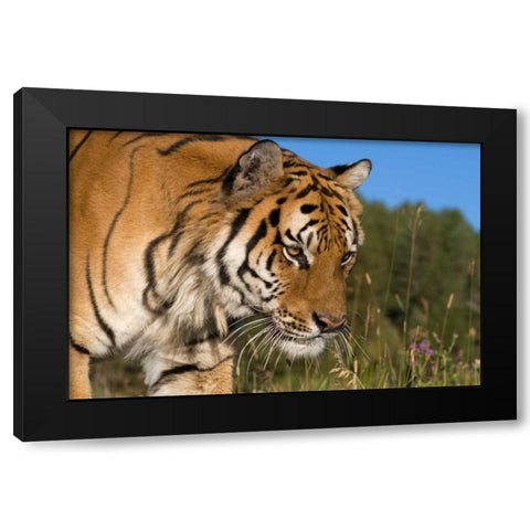 Emerging Black Modern Wood Framed Art Print by Parker, Susann