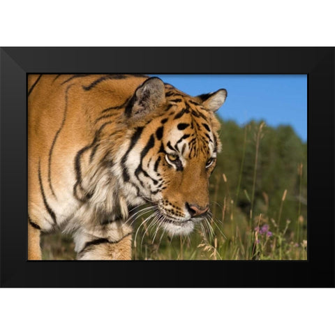 Emerging Black Modern Wood Framed Art Print by Parker, Susann