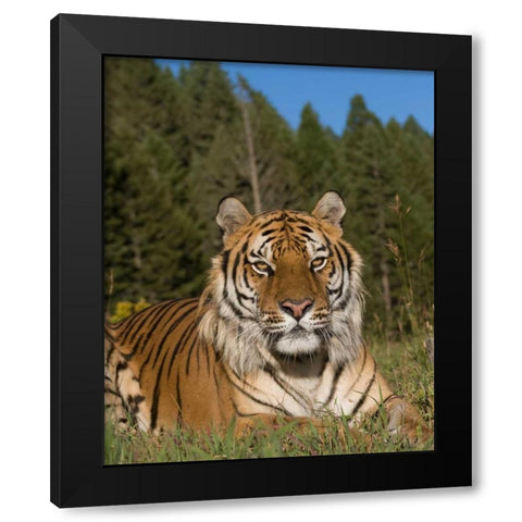 Subtle Beauty Black Modern Wood Framed Art Print by Parker, Susann