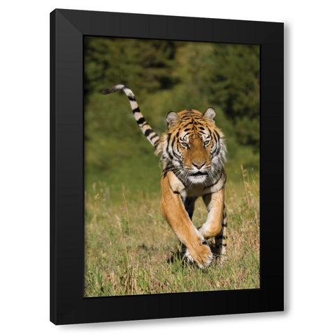 Tiger Run Black Modern Wood Framed Art Print by Parker, Susann