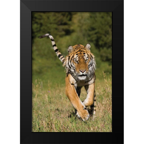 Tiger Run Black Modern Wood Framed Art Print by Parker, Susann