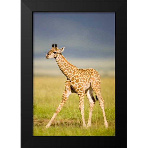 First Steps Black Modern Wood Framed Art Print by Parker, Susann