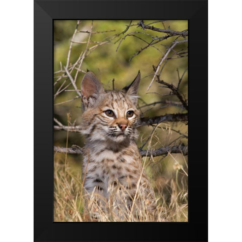 Lil Bob Black Modern Wood Framed Art Print by Parker, Susann