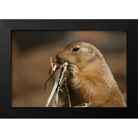 Soft Touch Black Modern Wood Framed Art Print by Parker, Susann