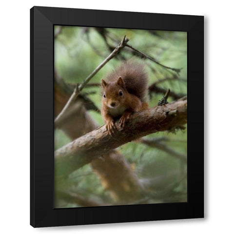 Woodland Essentials Black Modern Wood Framed Art Print by Parker, Susann